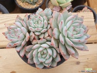 파랑새 - 엑스플랜트