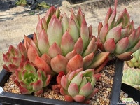 소후렌 403-4124 - 엑스플랜트