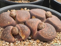 아우캠피아 104-4156 - 엑스플랜트