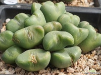 코노피튬 104-4184 - 엑스플랜트