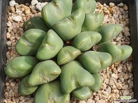 코노피튬 104-4184 - 엑스플랜트