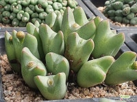 104-4187 : 코노피튬 - 엑스플랜트