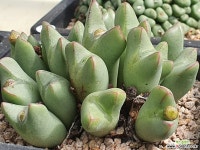 104-4187 : 코노피튬 - 엑스플랜트