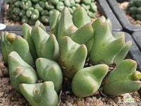 104-4187 : 코노피튬 - 엑스플랜트