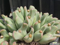 104-4189 : 코노피튬 - 엑스플랜트