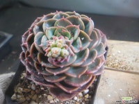 타케베리아 402-2647 - 엑스플랜트