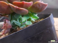 타케베리아 402-2647 - 엑스플랜트