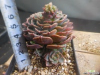 타케베리아 402-2647 - 엑스플랜트