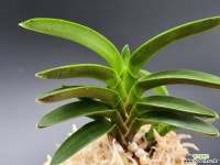 홍녹보 완성분 - 엑스플랜트