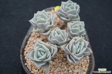 947 러블리로즈 - 엑스플랜트