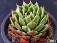 나빌레라금6501 - 엑스플랜트