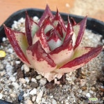 90 멋딘.로즈마리아 .따글해요 - 엑스플랜트 90 멋딘.로즈마리아 .따글해요  - 엑스플랜트