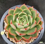 1290. 샬루 - 엑스플랜트