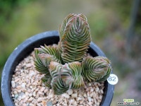 부다템플 : 다육식물 - 엑스플랜트