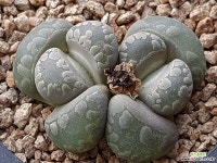 오체니아나6595 - 엑스플랜트