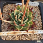 피멍마리아군생 - 엑스플랜트