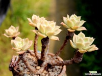 조이 sp(특가) - 엑스플랜트