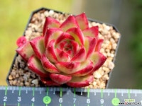 레드애플 - 엑스플랜트