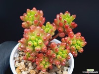 홍옥 1-416 - 엑스플랜트