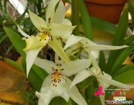 (꽃대 있음) 윈터 원더랜드 화이트 페어리 Degarmoara Winter Wonderland White Fairy : 기타 서양란 - 엑스플랜트