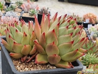 아이비 404-4537 - 엑스플랜트