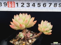 마커스 2-353 - 엑스플랜트
