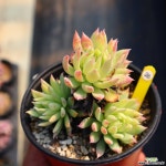 빵빠레 260408 - 엑스플랜트