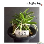 옥금강(대품)/풍란/동양란/서양란/나라아트 (원예종) - 엑스플랜트