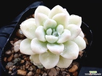 라울금 3-232 - 엑스플랜트