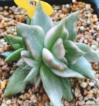 마리아백복륜금.자구있어요 - 엑스플랜트 마리아백복륜금.자구있어요  - 엑스플랜트