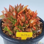 청전모란철화3694 - 엑스플랜트
