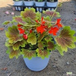 벤쿠버제라늄 중분 : 공기정화식물 - 엑스플랜트