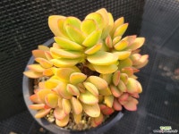 머니메이커 409-2 - 엑스플랜트