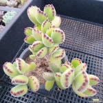 웅동자금(1228) - 엑스플랜트