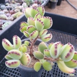 웅동자금(1228) - 엑스플랜트