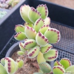 웅동자금(1228) - 엑스플랜트