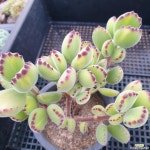 웅동자금(1228) - 엑스플랜트