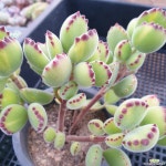 웅동자금(1228) - 엑스플랜트