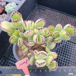 웅동자금(1228) - 엑스플랜트