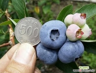 자가수정 블루베리나무/왕블루베리/유실수/과일나무 : 과일/열매 나무 묘목 - 엑스플랜트