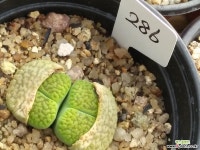 안나로사286 - 엑스플랜트