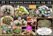 페네스트라리아 믹스 씨앗 50립 : 메셈씨앗 - 엑스플랜트