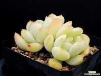 크리머(중) 5-159 - 엑스플랜트