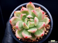 뭉크 5-487 - 엑스플랜트