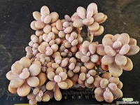 아메치스7186 - 엑스플랜트