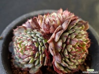 슈퍼턱시판7194 - 엑스플랜트