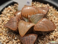 수정콤프토니아 163 - 엑스플랜트 수정콤프토니아 163  - 엑스플랜트