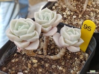 러블리로즈 95 - 엑스플랜트