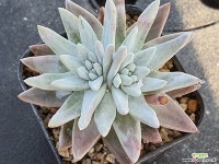 화이트그리니 204-6877 - 엑스플랜트