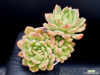 레이첼(중) 9-87 - 엑스플랜트